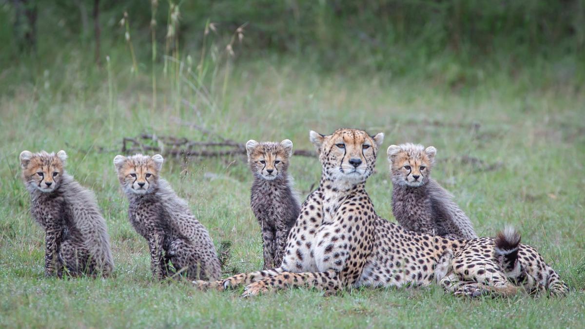 An orderly portrait of a cheetah family all lined up, looking at the same spot. (SWNS)