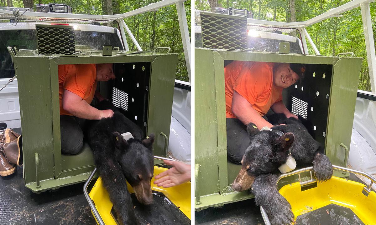 Park staff transport 609 to her new stomping grounds in South Cherokee National Forest (SCNF) in Polk County. (Courtesy of Bill Stiver)