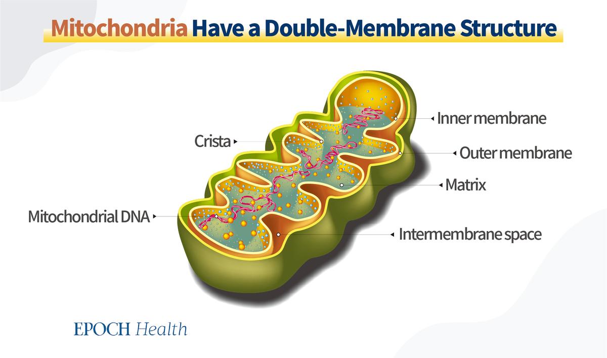 Mitochondria have a double-membrane structure. (The Epoch Times)