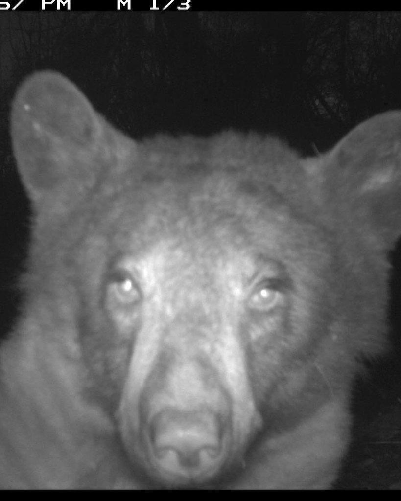The bear appears to be examining the camera closely. (Courtesy of The City of Boulder)