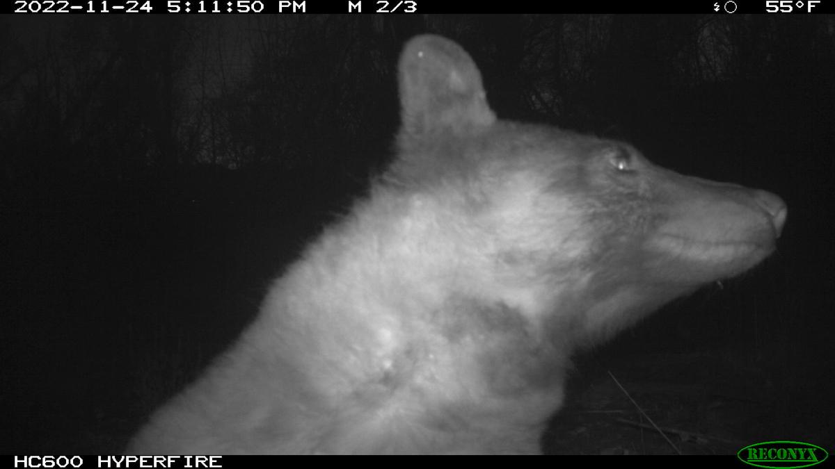 The bear showed a number of different gestures during the "selfie" session. (Courtesy of The City of Boulder)