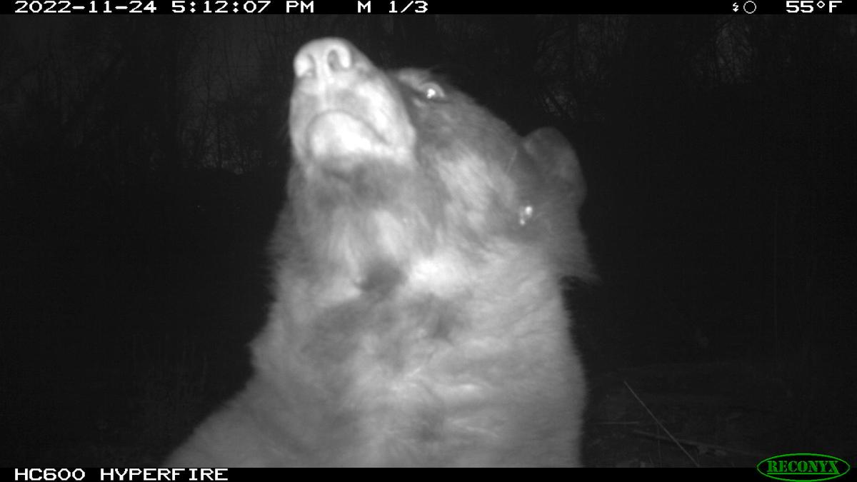 The bear showed a variety of positions and expressions while taking selfies at OSMP. (Courtesy of The City of Boulder)