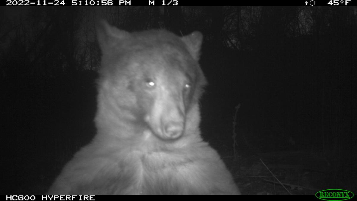 The bear appeared to look into the trail camera during the encounter. (Courtesy of The City of Boulder)