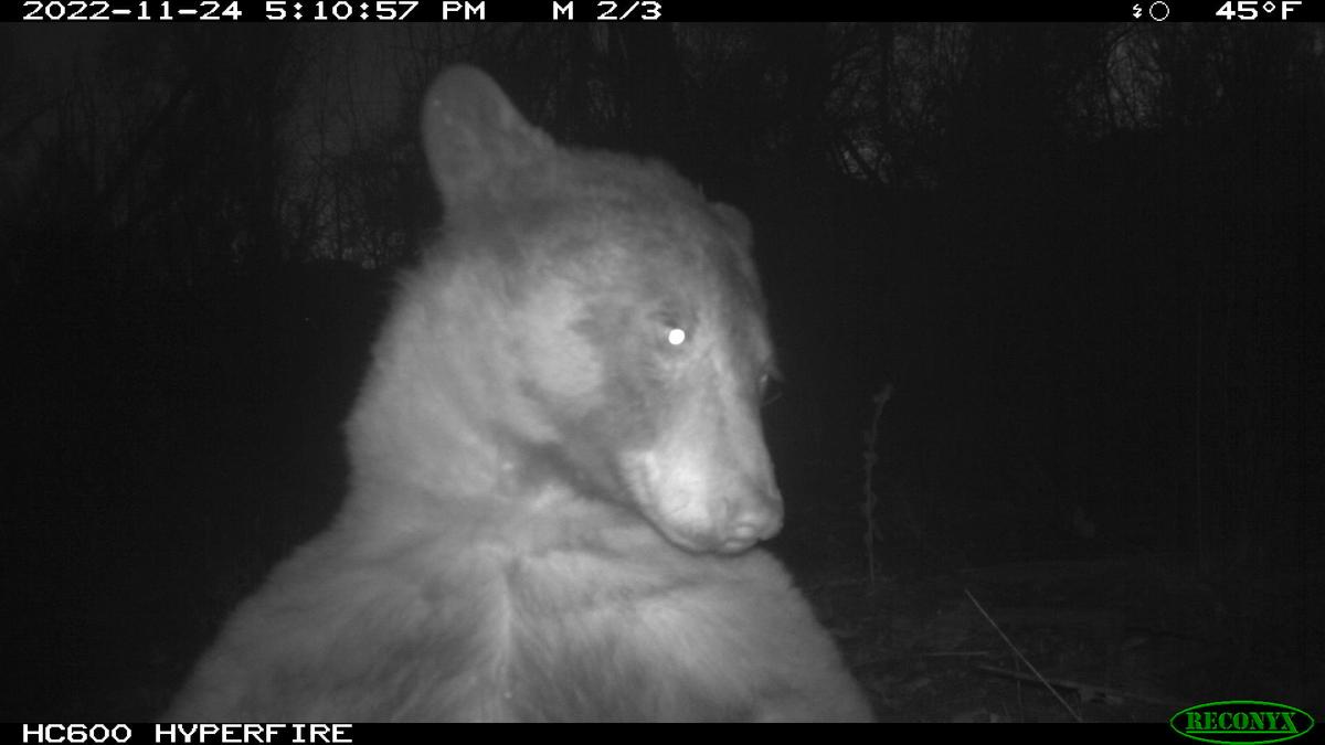 The bear appears to take a "selfie" in front of a trail cam at OSMP, Colorado. (Courtesy of The City of Boulder)