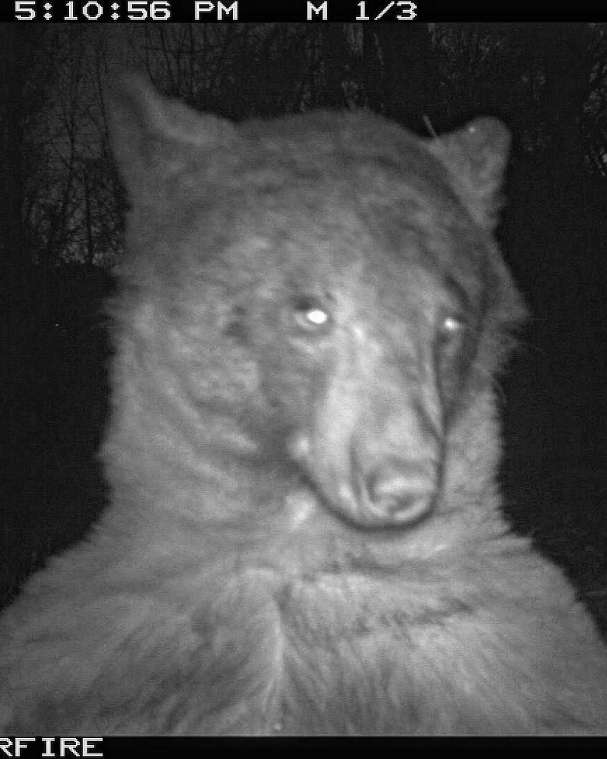 A closeup of the bear looking at the camera. (Courtesy of The City of Boulder)