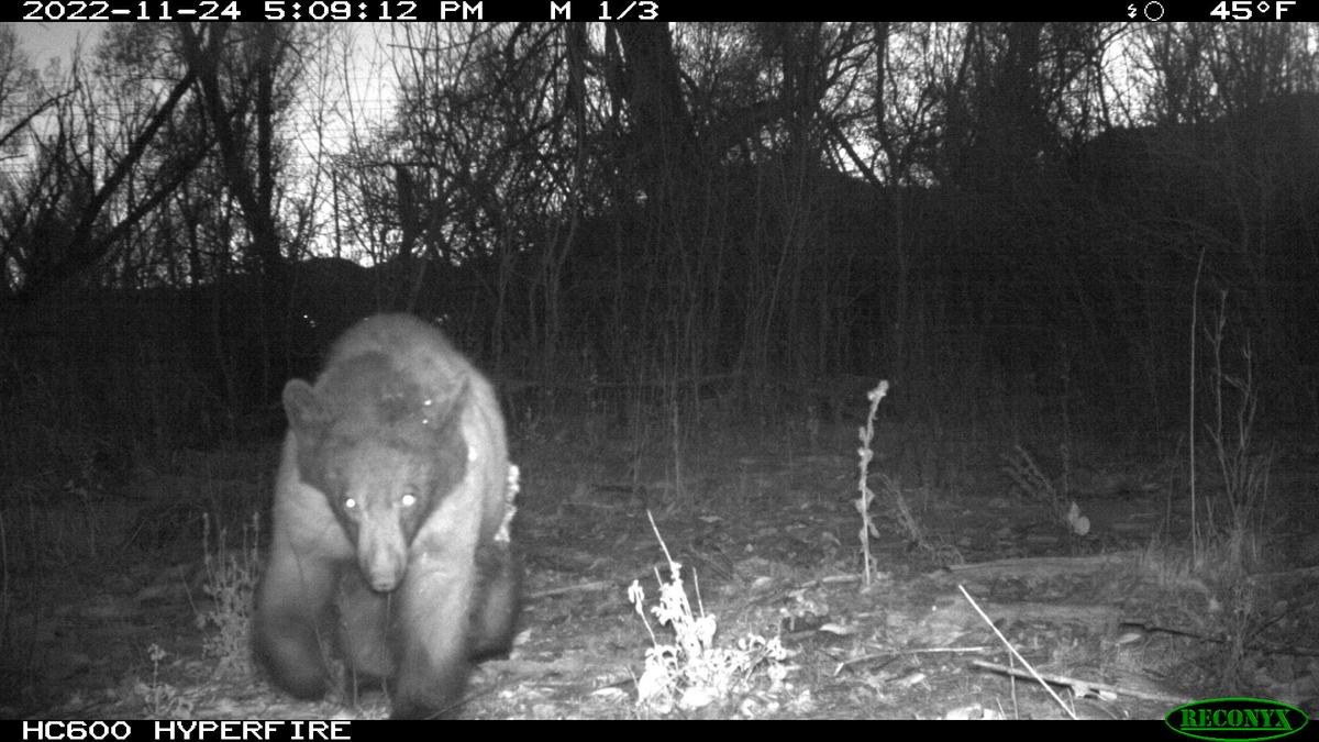 The bear approaching a trail cam at OSMP, Colorado. (Courtesy of The City of Boulder)