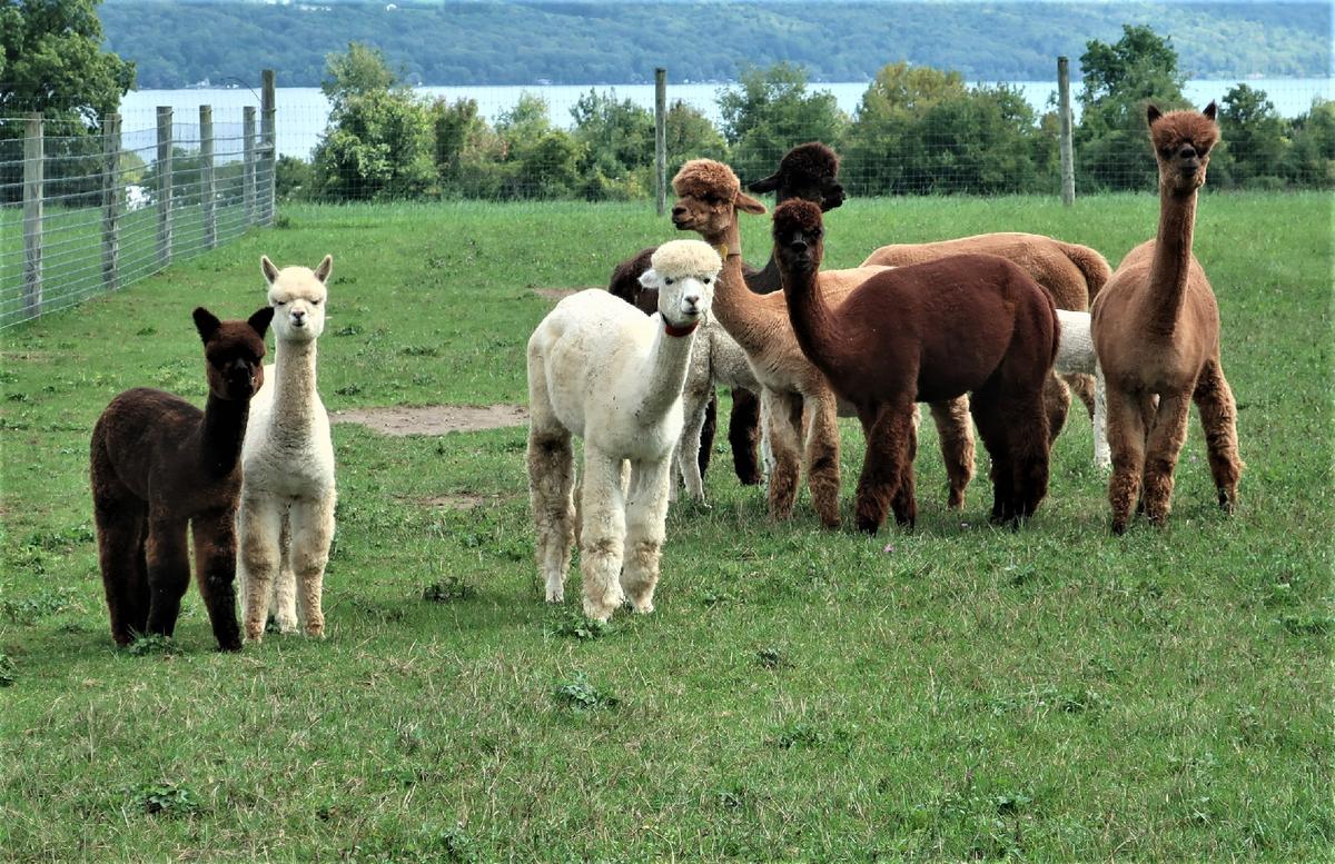 Visitors to Cabin View Alpaca Farm near Ithaca, New York, get to interact with the adorable creatures. (Courtesy of Victor Block)