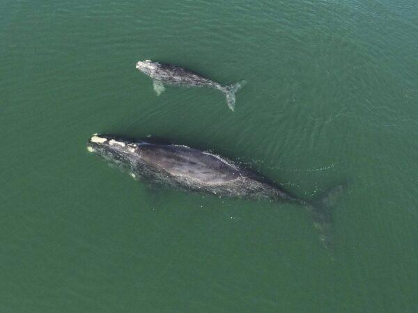 A North Atlantic right whale mother and calf in waters near Wassaw Island, Ga., on Jan. 19, 2021. (The Canadian Press/AP-Georgia Department of Natural Resources)