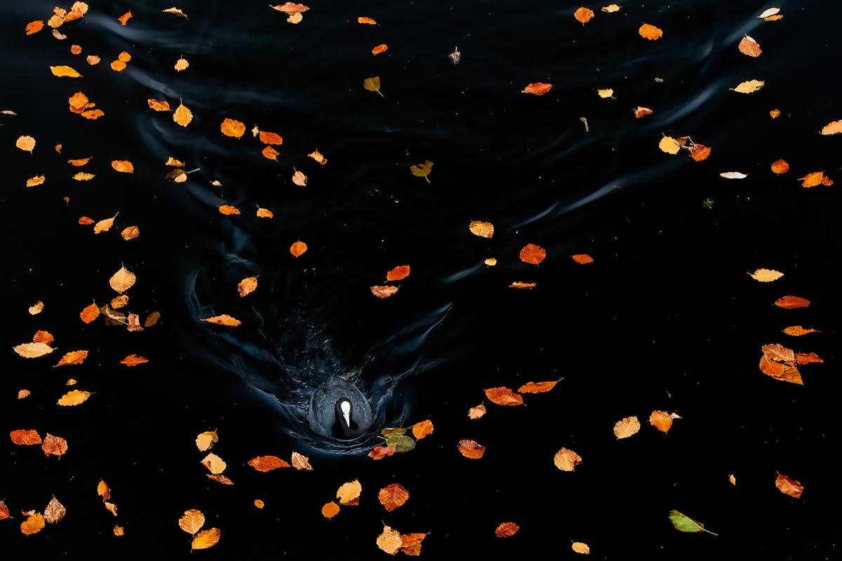 "Coot" by Franka Slothouber of the Netherlands. "A coot was swimming towards me, hoping for me to throw some bread in the water," Slothouber said. "I didn’t have any bread with me, but I noticed the coot left a nice ‘smokey’ swimming trail behind. By turning my circular polarizing filter the water almost turned black, creating a beautiful contrast and making the colors of the beech leaves stand out." (Courtesy of Franka Slothouber/<a href="http://www.naturephotographeroftheyear.com/">NPOTY 2022</a>)