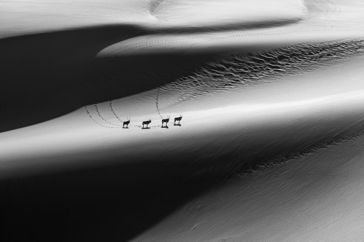  "A Walk Through the Dunes" by Craig Elson. (Courtesy of Craig Elson/<a href="http://www.naturephotographeroftheyear.com/">NPOTY 2022</a>)