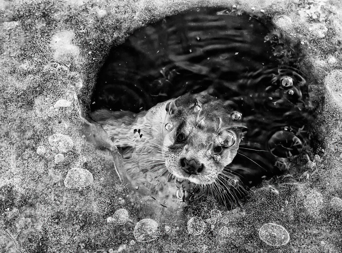 "Otter in Icehole" by Ernst Dirksen of the Netherlands appears both "humoristic" and "very attractive," judge Stefan Gerrits said. (Courtesy of Ernst Dirksen/<a href="http://www.naturephotographeroftheyear.com/">NPOTY 2022</a>)