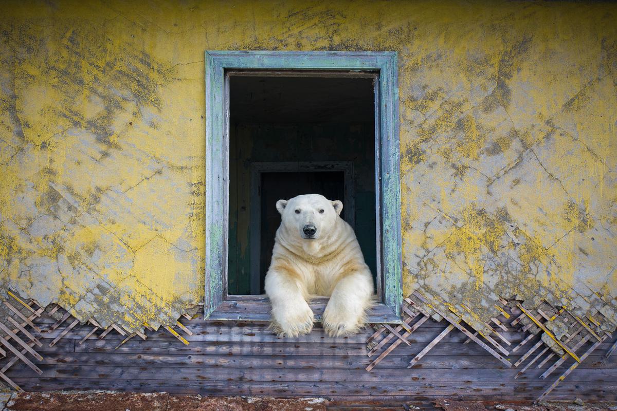 "Summer Season" was another win for Kokh, featuring a polar bear in a "perfect pose" and a "once-a-lifetime condition." (Courtesy of Dmitry Kokh/<a href="http://www.naturephotographeroftheyear.com/">NPOTY 2022</a>)
