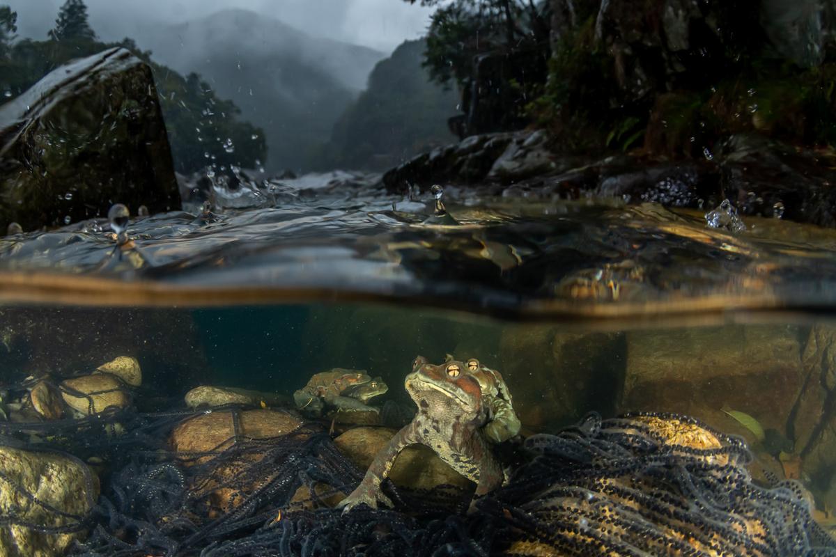  "The Rain I've Been Waiting For" by Kazushige Horiguchi of Japan features a split image showcasing two different moods. "A dark stormy landscape above the water contrasts with the apparently calm and still life underneath the surface, depicting toads laying eggs," competition Chairman Marco Gaiotti said. "The raindrops touching the water surface are the contact point between these two different worlds." (Courtesy of Kazushige Horiguchi/<a href="http://www.naturephotographeroftheyear.com/">NPOTY 2022</a>)