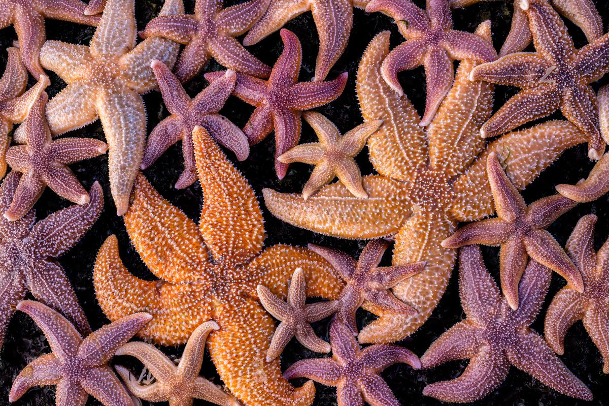  "Tribute to The Starfish" by Franka Slothouber. (Courtesy of Franka Slothouber/<a href="http://www.naturephotographeroftheyear.com/">NPOTY 2022</a>)