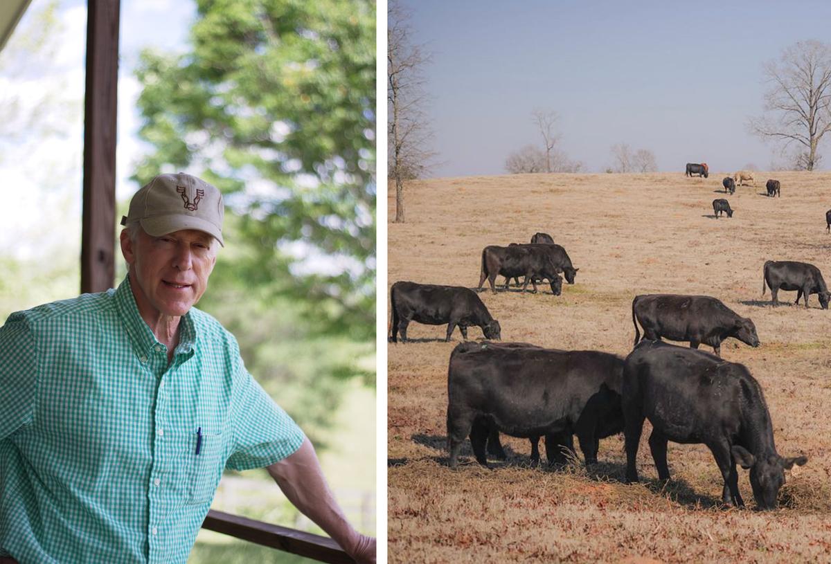 (L) Needham Mallory; (R) Photos of black Angus cows on the family farm. (Courtesy of <a href="https://www.instagram.com/lilyhillcattle/">Avery Claire</a>)