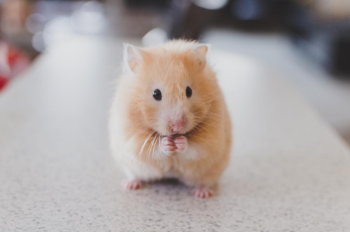 Hamsters Prefer Large Metal Exercise Wheels