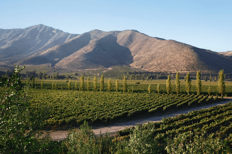 Santa Rita vineyards, near Santiago, Chile. (Courtesy of Santa Rita)