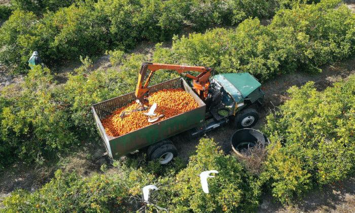 Florida Takes Steps to Save Endangered Citrus Production, Protect Valuable Farm Land from Foreign Buyers