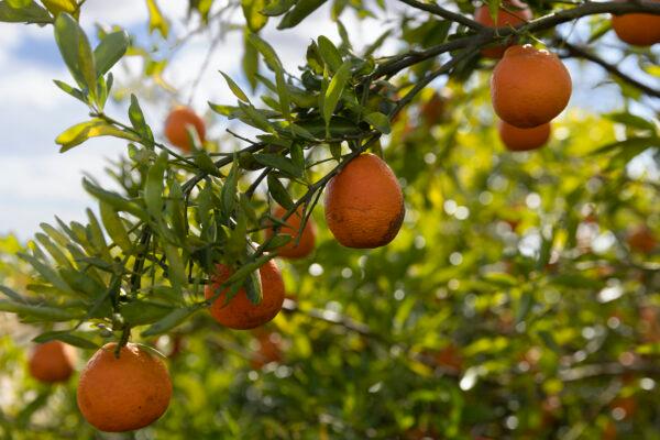The orange crop at one of the Peace River Packing Company groves in Fort Meade, Fla., on Feb. 1, 2022. (Joe Raedle/Getty Images)