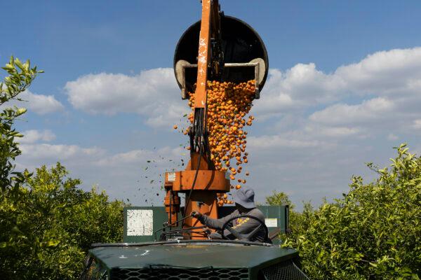 A worker dumps oranges into a fruit loader as he helps harvest them at a grove in Fort Meade, Fla., Feb. 1, 2022. (Joe Raedle/Getty Images)