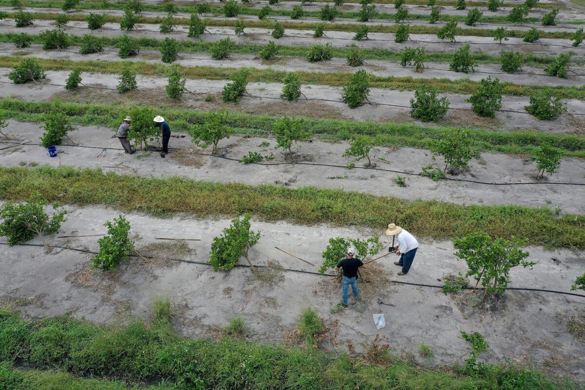 Workers attempt to prop up with stakes the new growth orange trees in an orange grove in Arcadia, Fla., on Oct. 20, 2022, in the wake of Hurricane Ian. (Joe Raedle/Getty Images)