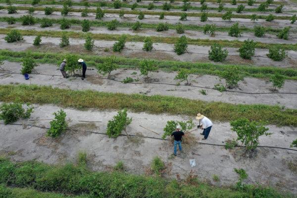 Workers attempt to prop up with stakes the new growth orange trees in an orange grove in Arcadia, Florida on Oct. 20, 2022, in the wake of Hurricane Ian. (Joe Raedle/Getty Images)