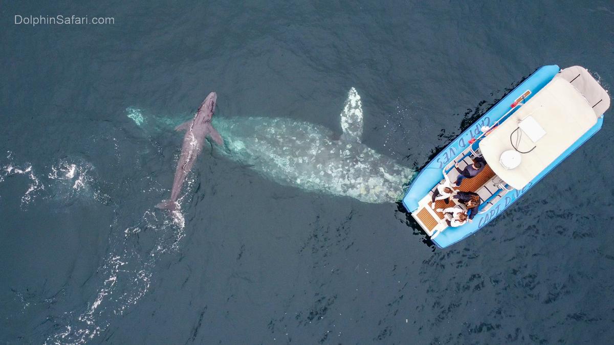 (Courtesy of Matt Stumpf/<a href="https://www.dolphinsafari.com/">Capt. Dave's Dolphin & Whale Watching Safari</a>)