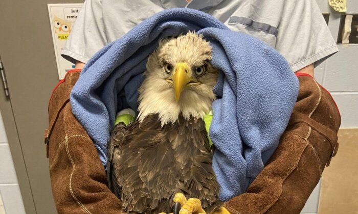 Prince Edward Island Bald Eagle Receives Rare Surgery, Heads to New Home in Halifax