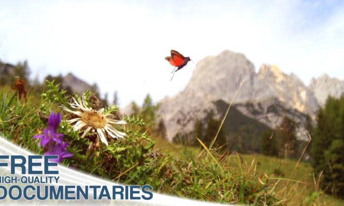 The Fascinating World of Insects and Animals in the Alps