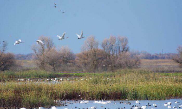 Two National Wildlife Refuges Just a Day Trip From San Francisco