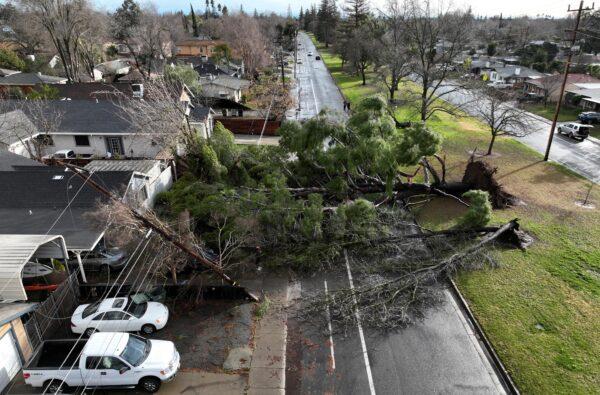 A drone view of a tree that fell during a winter storm with high winds in Sacramento, Calif. on Jan. 8, 2023. (Fred Greaves/Reuters)