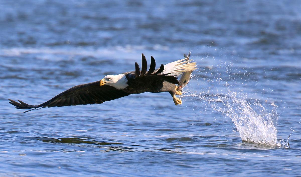 An eagles snags a fish in his talons as it swoops low over the Mississippi River in Clarksville, Missouri, on Jan. 30, 2022. (David Carson/St. Louis Post-Dispatch/TNS)