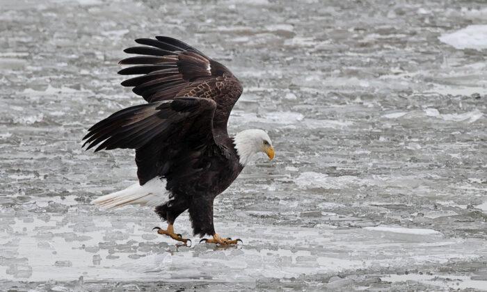 Eagle Watching Season Takes Flight With Events Through February