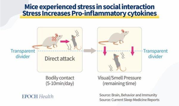 An animal model to research the impact of chronic fear and stress on health. A group of smaller, weaker rats were put into the cage of stronger, aggressive rats. (The Epoch Times)