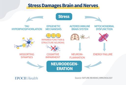 Chronic stress can cause neurodegeneration by changing gene expression, resulting in a decline in neurocognitive function, brain atrophy, or dementia. (The Epoch Times)