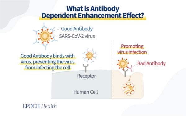 Bad antibodies bind to viral surface proteins, thus promoting viral invasion into healthy cells. This effect is called antibody-dependent enhancement. (The Epoch Times)