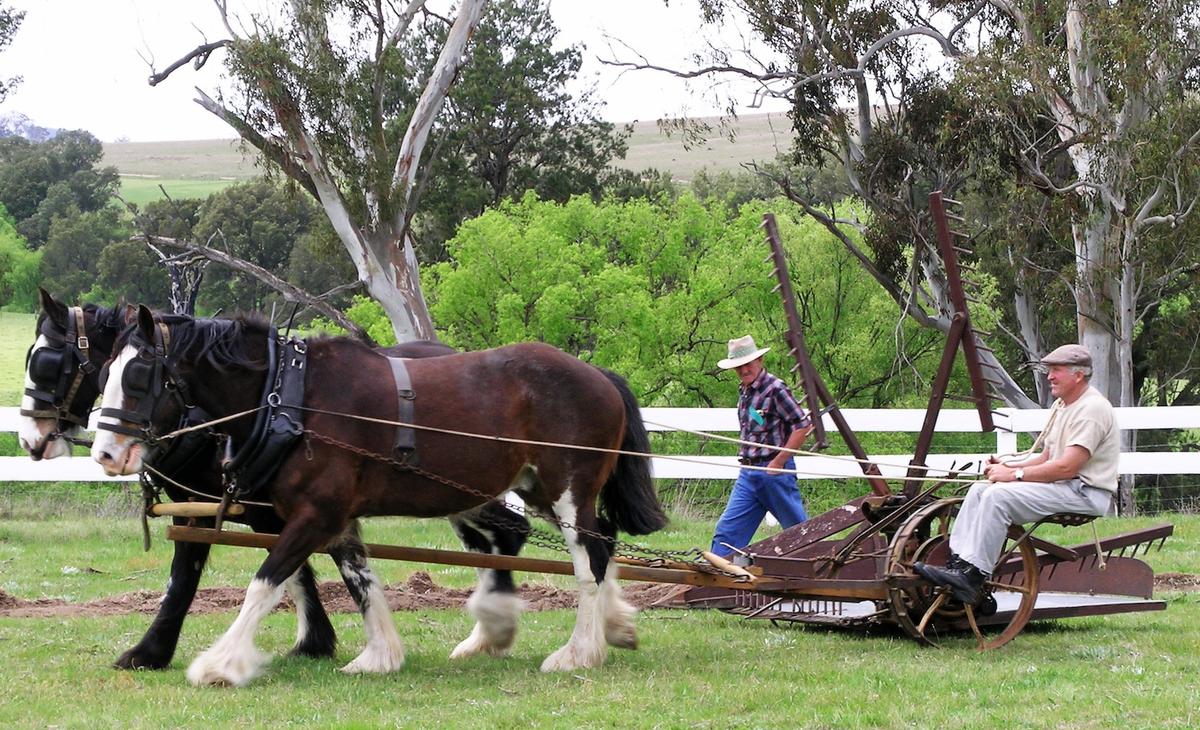Reaper, Australian Draught Horse competition, Woolbrook, NSW, Australia. (<a href="https://commons.wikimedia.org/wiki/File:Woolbrook_(4).JPG">Cgoodwin</a>/CC BY-SA 3.0)