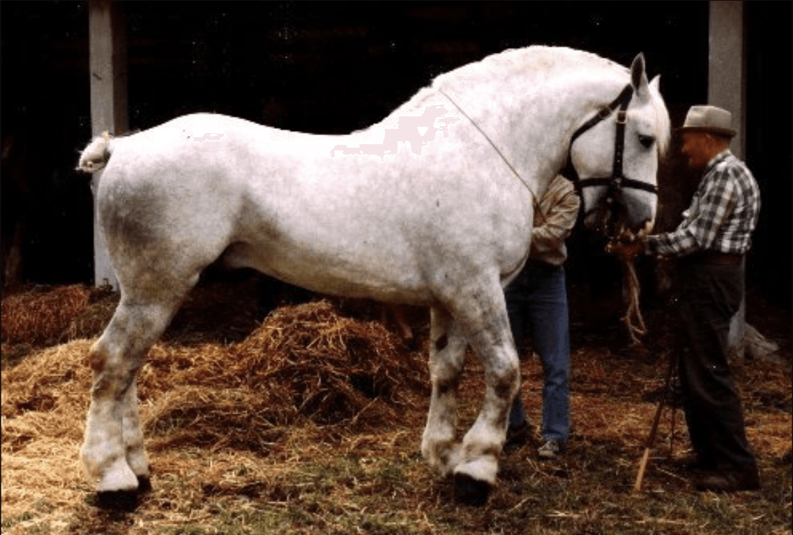 Young Boulonnais stallion (<a href="https://commons.wikimedia.org/wiki/File:Bambou_%C3%A9talon_de_2_ans.jpg"> Ib51</a>/CC BY-SA 3.0)