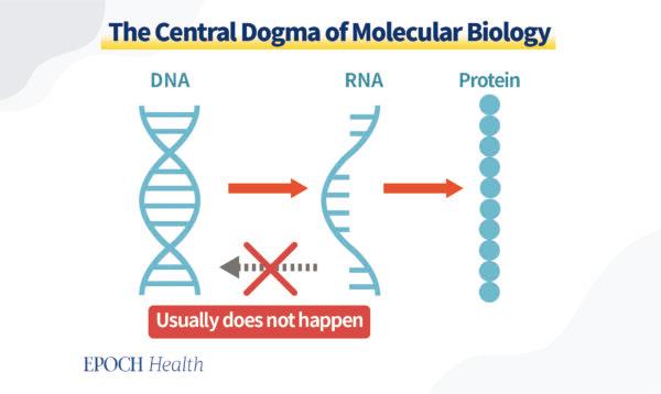 The central dogma of molecular biology: genetic information goes from DNA to RNA “transcription,” then RNA to protein “translation.” (The Epoch Times)