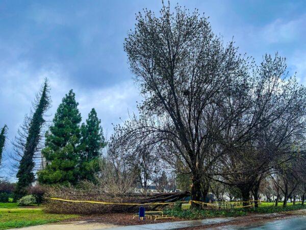 Branches that have been broken by the powerful storm in San Jose, Calif., on Jan. 10, 2023. (Courtesy of Chandan Mozumder)