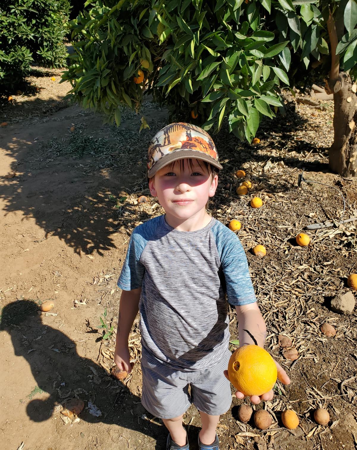 Gabriel helps with the orange harvest in the orchard. (Courtesy of Pearson Ranch)