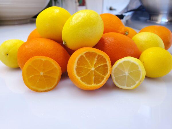 A pile of limequats, a hybrid between a key lime and a kumquat, and mandarinquats, a hybrid between a mandarin orange and a kumquat. (Courtesy of Pearson Ranch)