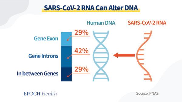 The SARS-CoV-2 RNA alters human DNA. Exons are the part of the genome that expresses the proteins, which affect a person’s appearance, weight, immunity, and other bodily functions. (The Epoch Times)