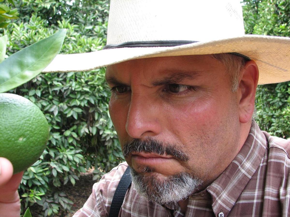 Tony Marquez, known as Farmer Tony, checks on fruit in the orchard. (Courtesy of Pearson Ranch)