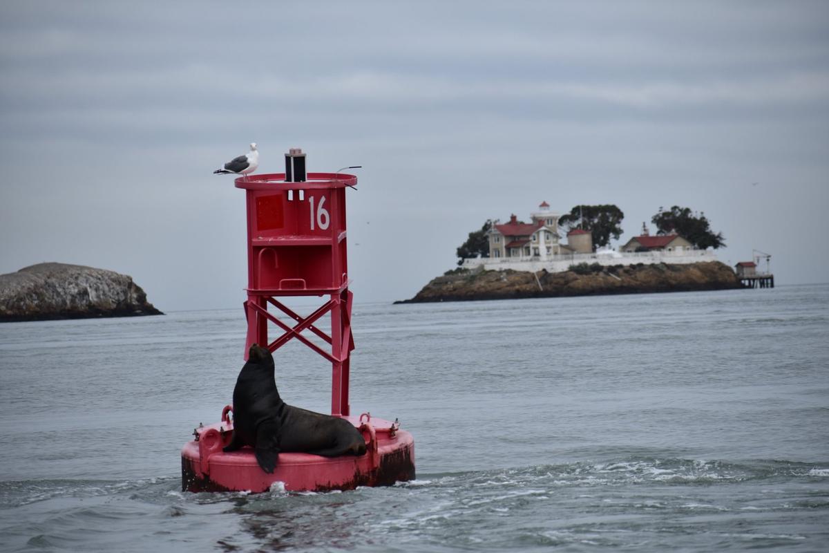 A sea lion seen near East Brother Light Station. (Courtesy of Tom Butt)