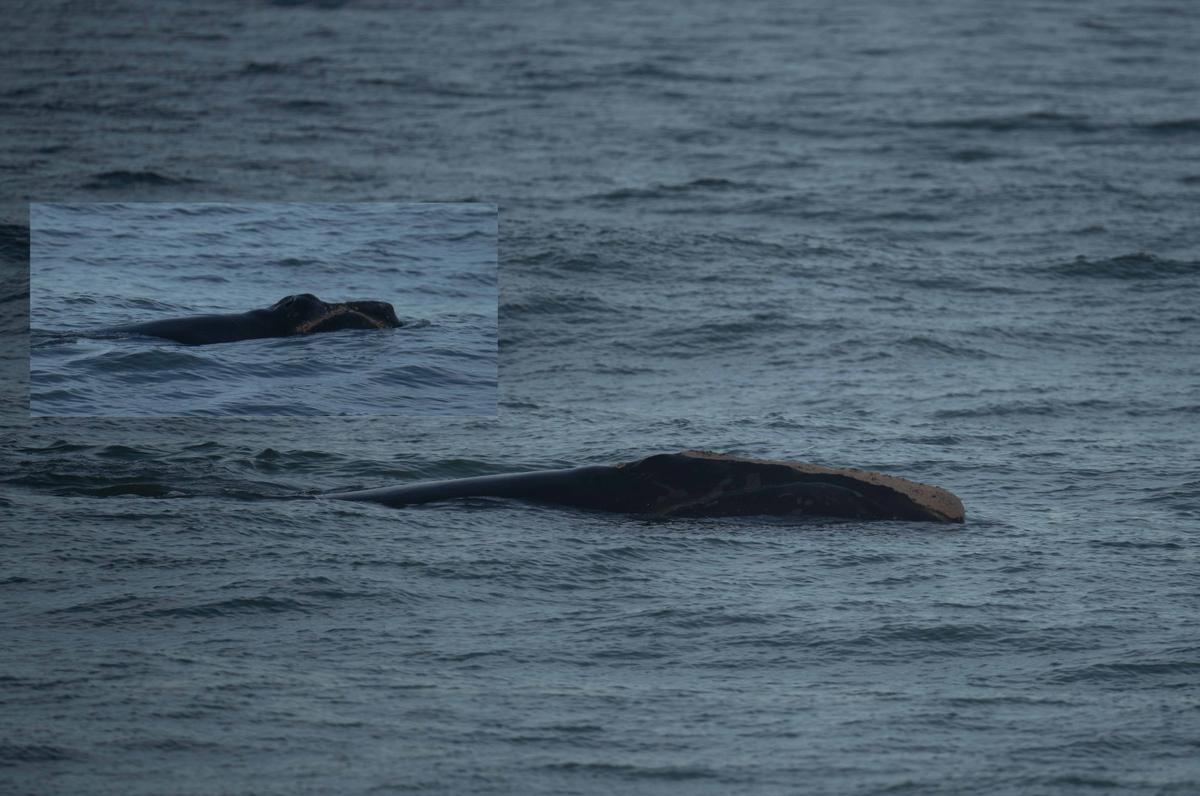 Ten-year-old mom Pilgrim and calf. (Photo taken from land by Joel Cohen/Marine Resources Council)