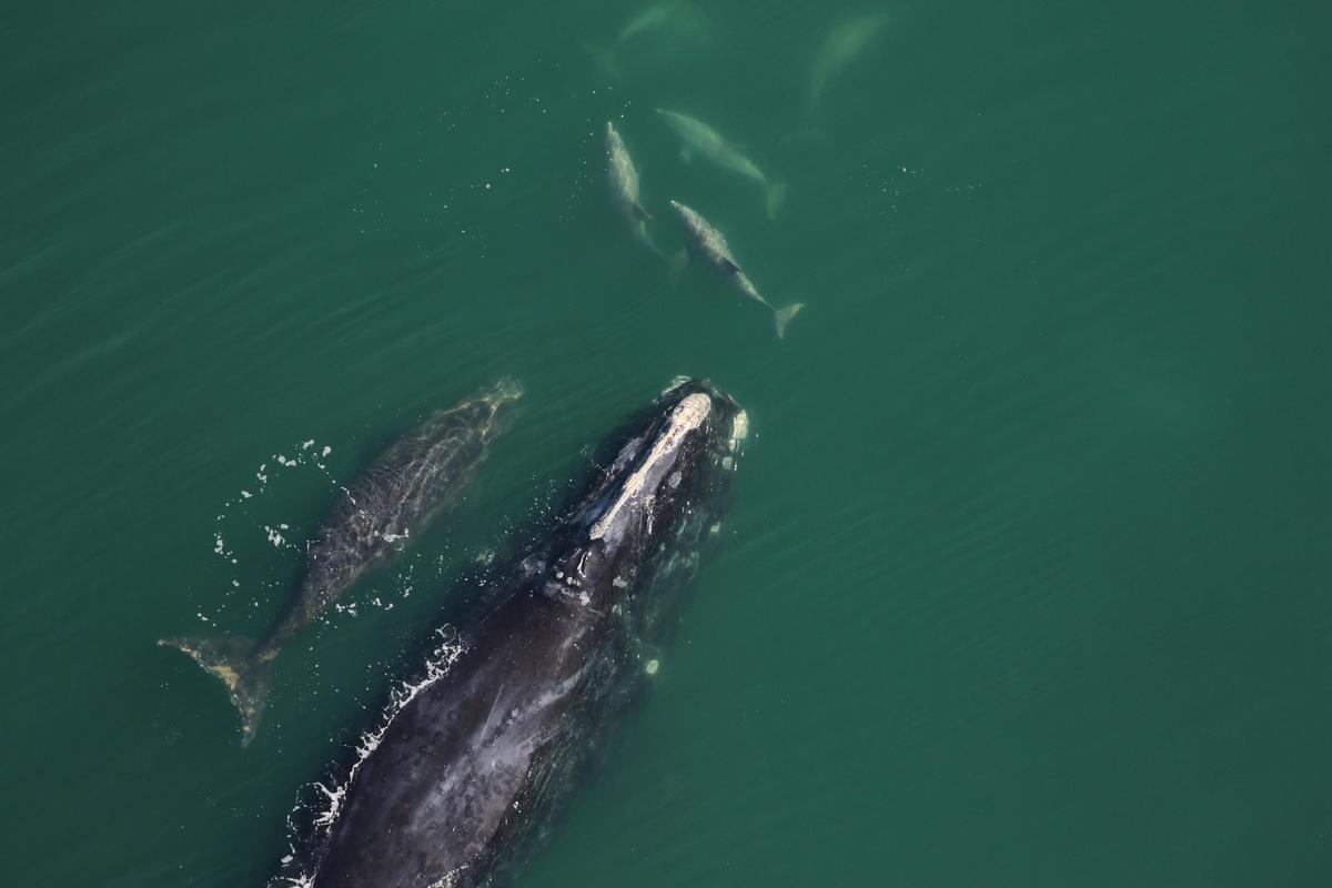 Spindle and her calf were spotted on Jan. 7, 2023. (Clearwater Marine Aquarium Research Institute, taken under NOAA permit #20556)