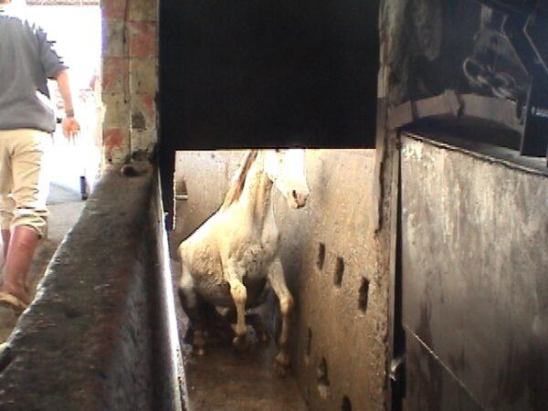 Undercover investigation of Juarez Mexico Horse Slaughter at Rastro Municipal Horse Slaughter Plant, Juarez, Mexico. (Courtesy of Humane Society of the United States)
