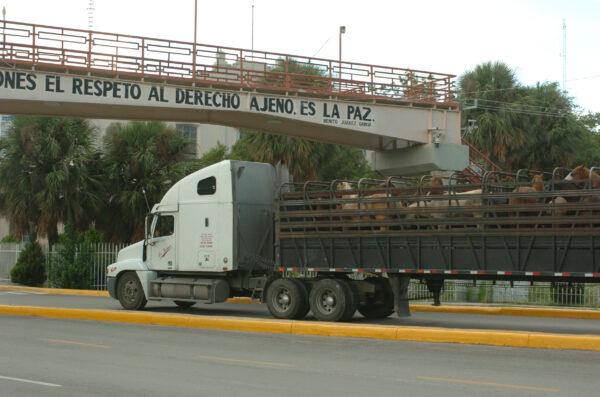 American horses are held in export pens in Texas and New Mexico before being transported to slaughter in Mexico. American horses in Mexico heading to slaughter plant. (Courtesy of Humane Society of the United States)