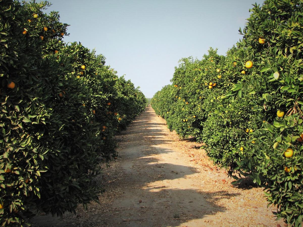 Navel oranges on Pearson’s 28-acre orchard near Porterville, Calif. (Courtesy of Pearson Ranch)